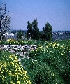 Ashdod (Joshua 11:22), view E over site